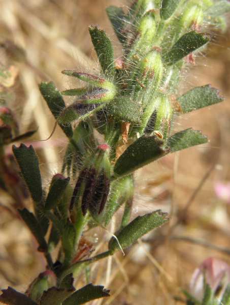 Sicilia : Ononis reclinata / Ononide reclinata